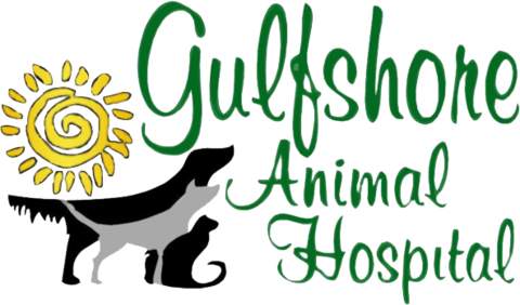 hospital animal gulfshore
